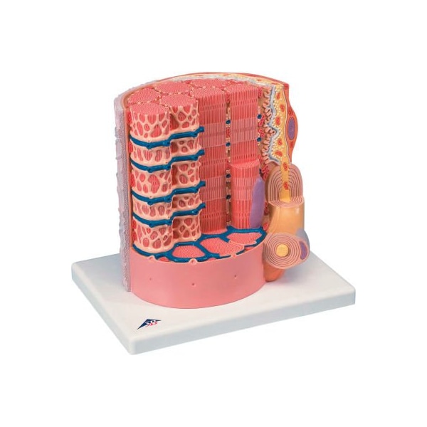 3B Anatomical Model - Microanatomy Muscle Fiber - 10,000 Times Magnified